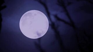 Porn2all - Cassandra Lujan The Big Pumpkin