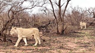 Porn2all - Friends Africa Cast Anna Polina and Tiffany Ⅼеіⅾⅾі