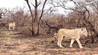 Porn2all - Sex Friends Africa Anna Polina, Clea Gaultier and Tiffany Leiddi