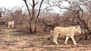 2024 Sex Friends Africa Anna Polina, Bio, Clea Gaultier, Fred Coppula, Ian Scott., Ricky Mancini, Tiffany Leiddi